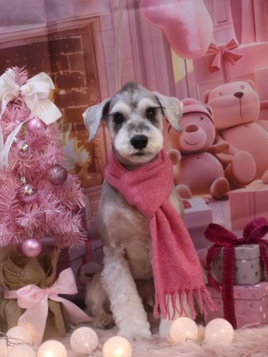 20241214りくくん